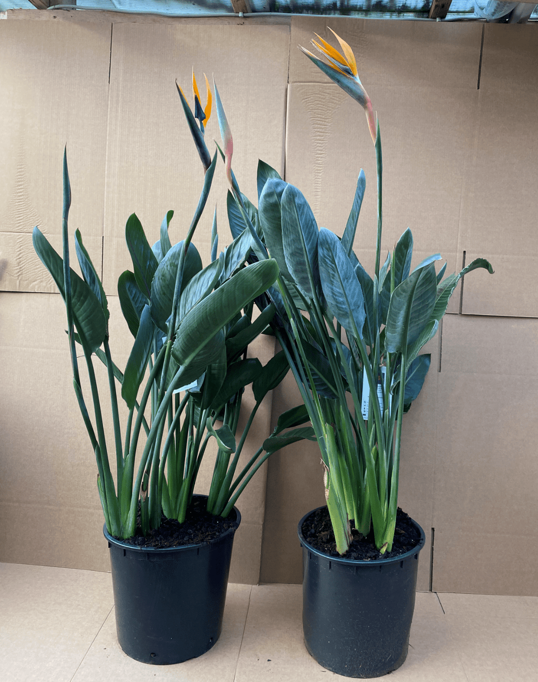 Strelitzia Regina (Bird of Paradise) In flower 130cm *SPECIAL OFFER* - Plant Store