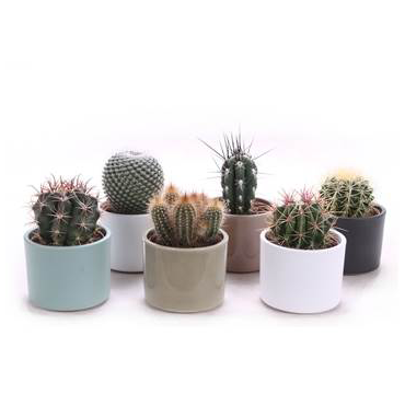 Cactus in Clay Cylinder Pots