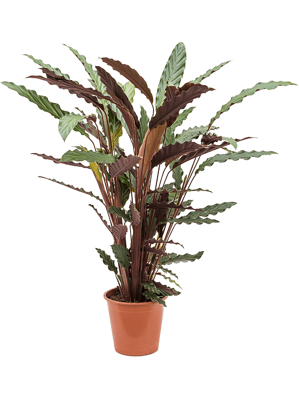 Calathea Rufibarba wavestar - 50cm - Plant Store