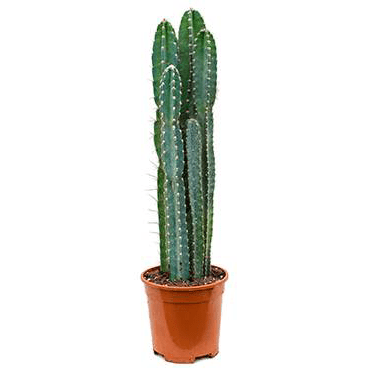 Cereus Peruvianas - Plant Store