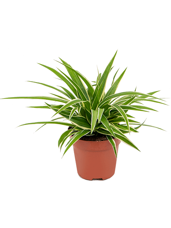spider plant shop Spider Plant
