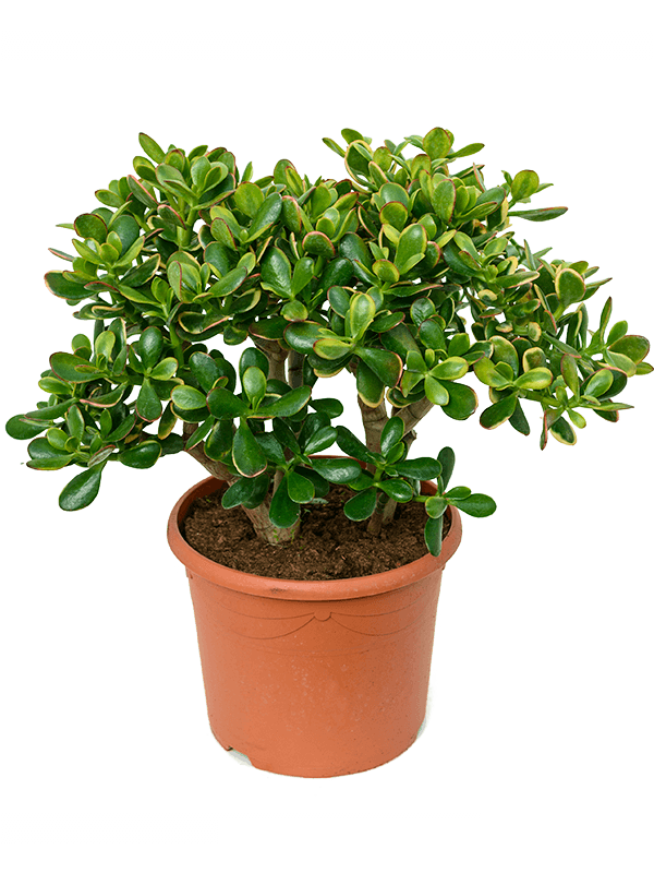 Crassula Ovata Major - Plant Store