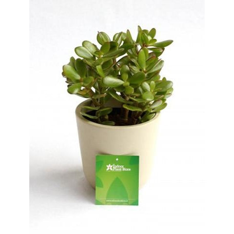 Crassula Ovata Major - Plant Store