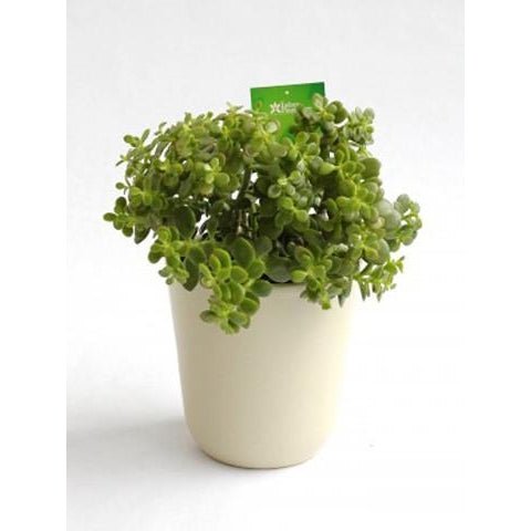 Crassula ovata minor "Little Money Tree" with pot - Plant Store