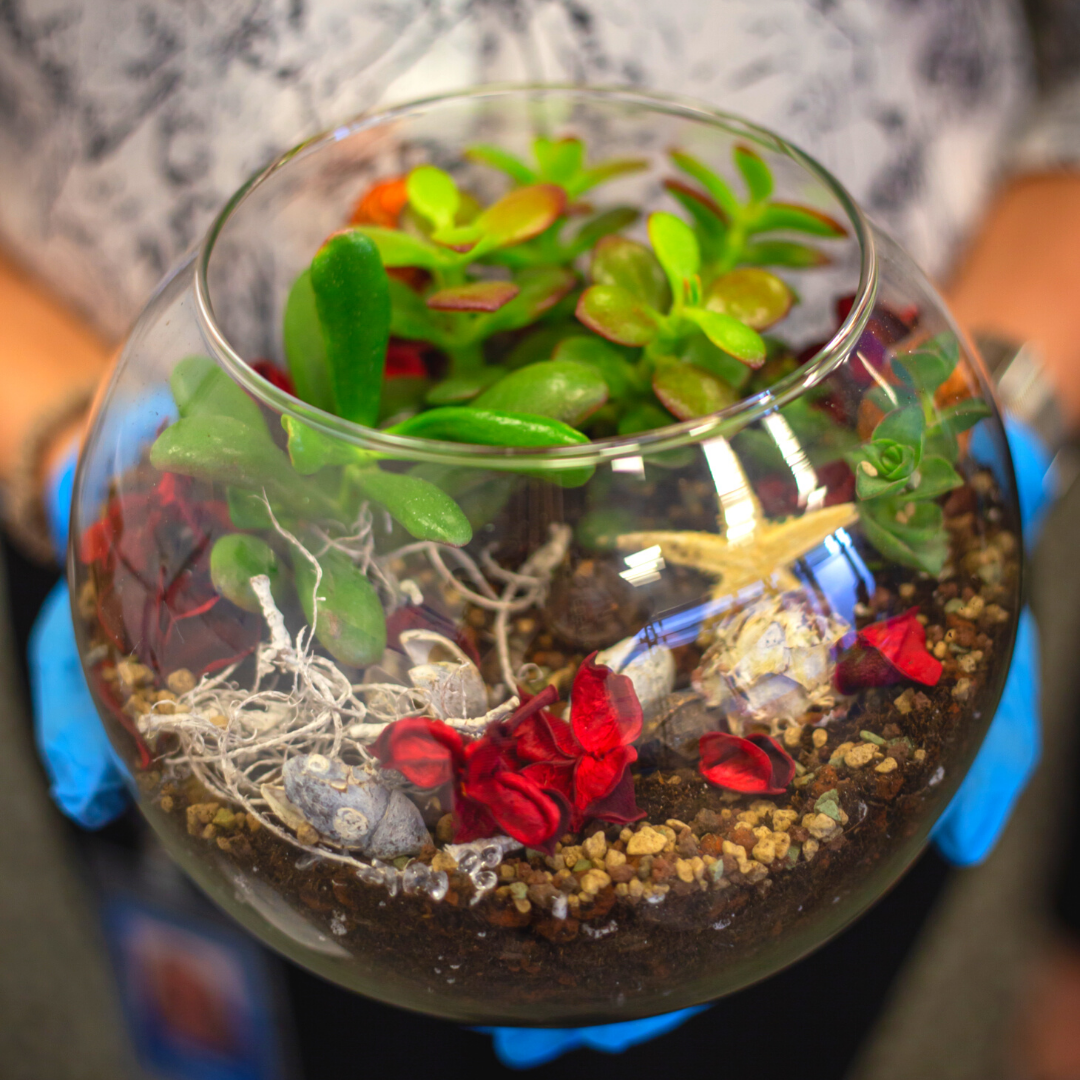 DIY Succulent Terrarium Kit (small) - Plant Store