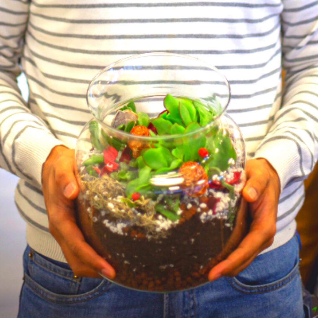 DIY Succulent Terrarium Kit (small) - Plant Store