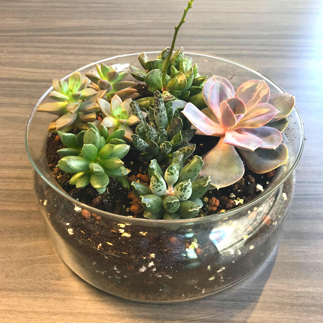 DIY Succulent Terrarium Kit (small)