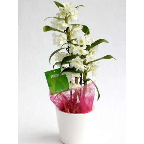 Elegant Dendrobium Orchid with Pot - Plant Store