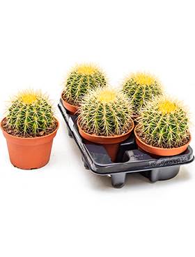 Barrel Cactus - Echinocactus grusonii 30cm - Plant Store