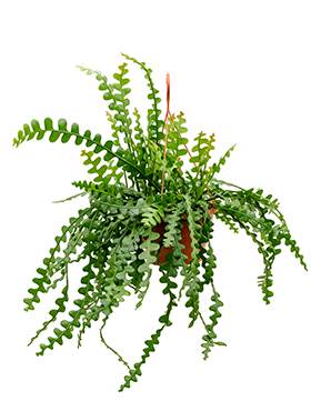 Epiphyllum anguliger - Plant Store