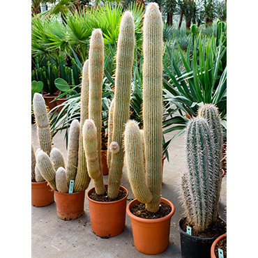 Espostoa lanata 160cm