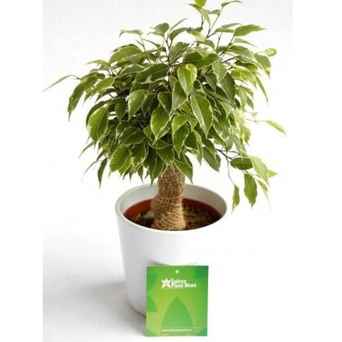 Ficus Benjamina - "The Weeping Fig" - Plant Store