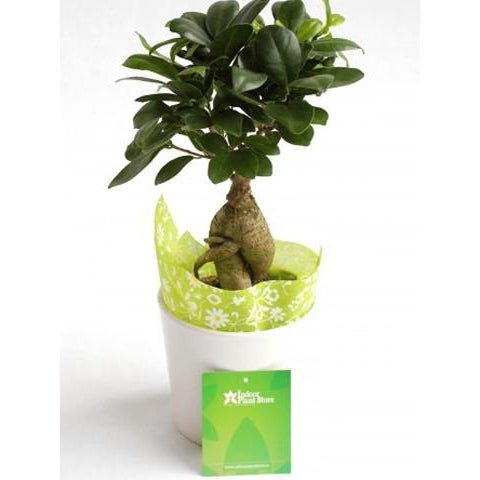 Ficus Ginseng Bonsai with Pot - Plant Store