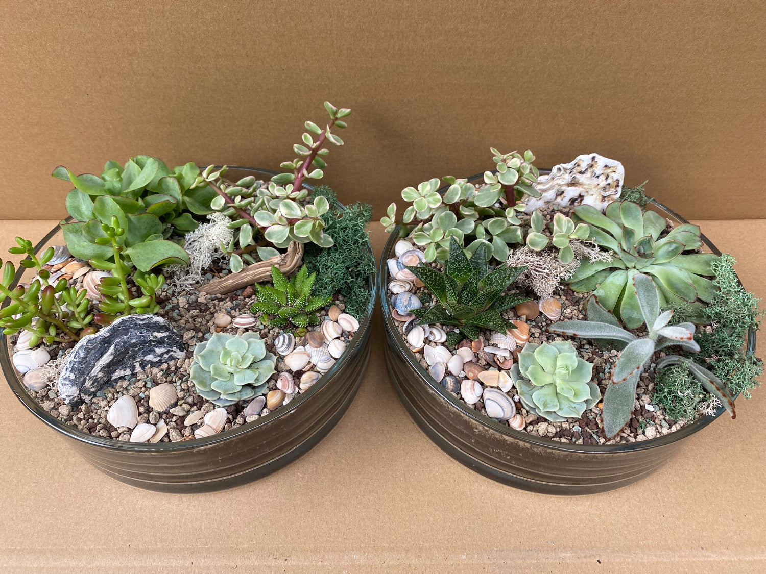 Succulent Terrarium Bowl
