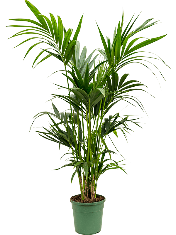 Kentia Palm - Medium - 130cm - Plant Store