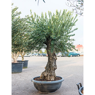 Large Olive Tree