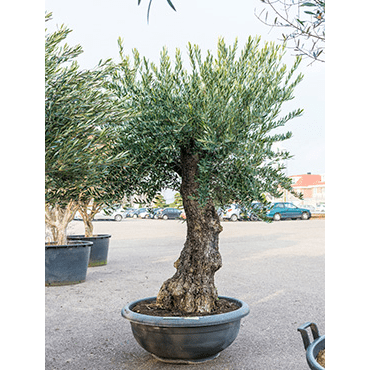 Large Olive Tree - Plant Store