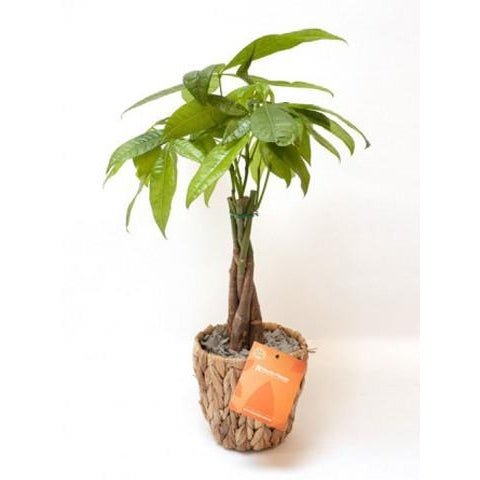 Small Pachira Aquatica with Ceramic Pot - Plant Store