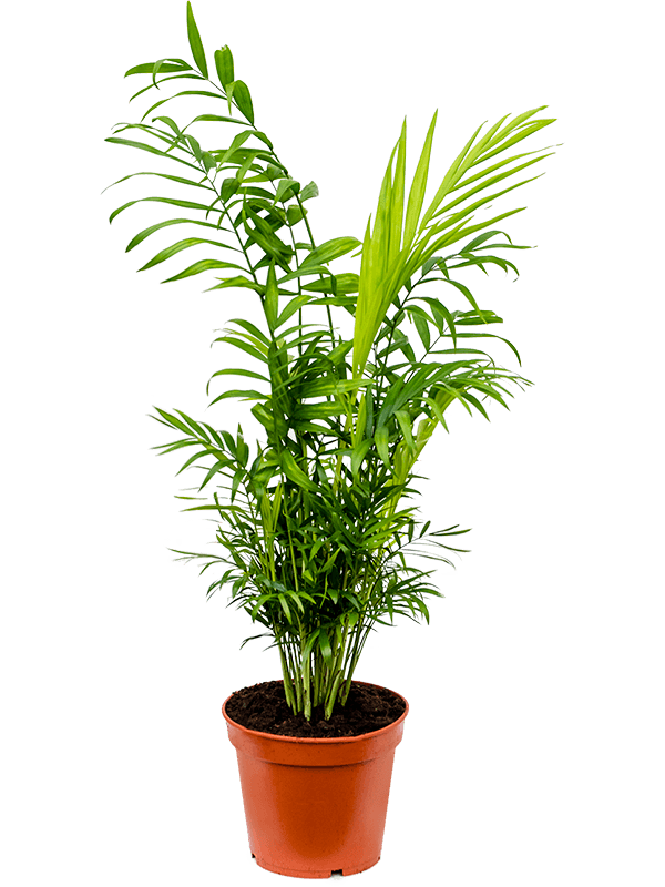 Parlour palm - Chamaedorea elegans