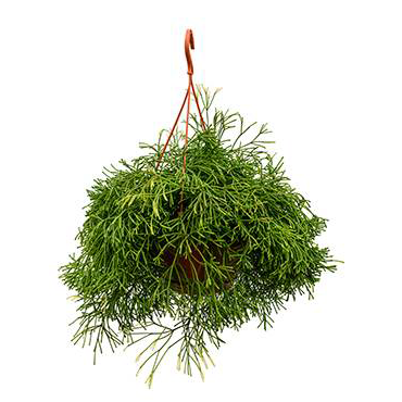 Rhipsalis clavata - Bush Cactus Variety