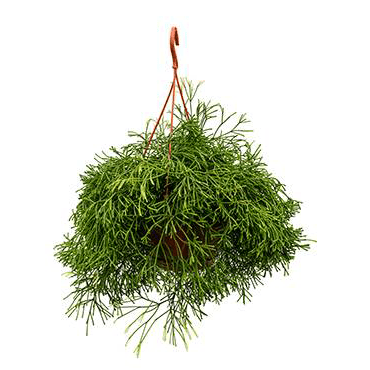 Rhipsalis clavata - Mistletoe Cactus - Plant Store