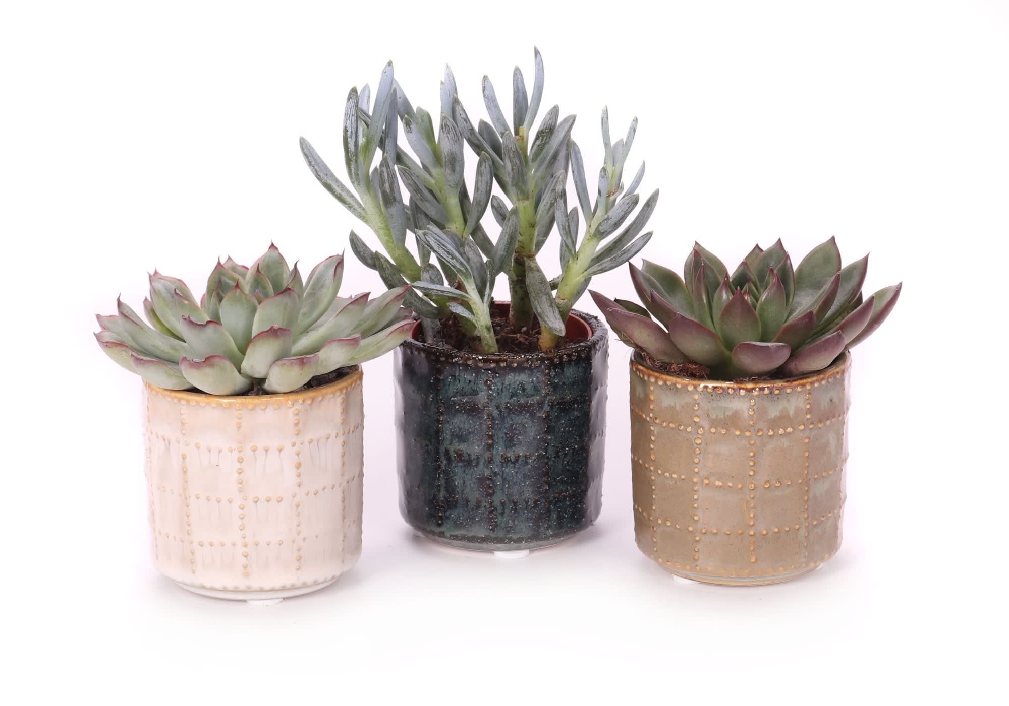 6 Succulents in Decorative Pots