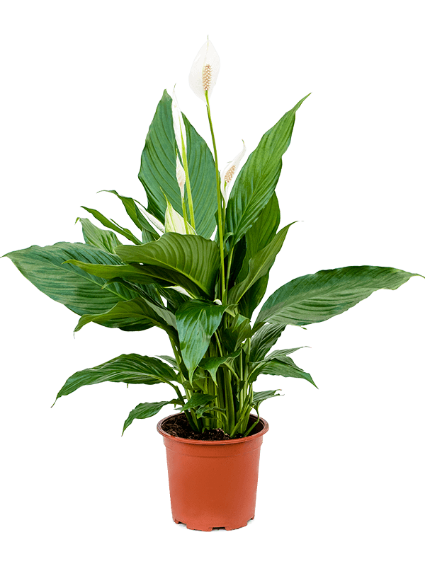 irish peace lily Large Peace Lily - Spathiphyllum