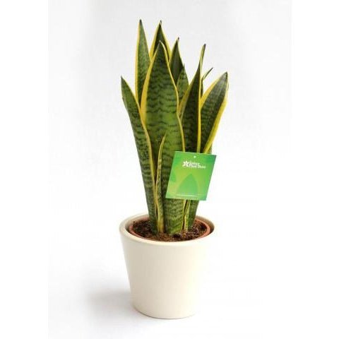 Snake Plant - Sansevieria trifasciata - 30cm - Plant Store