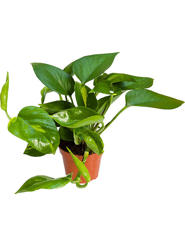 pothos plant ireland Small Scindapsus Aureum