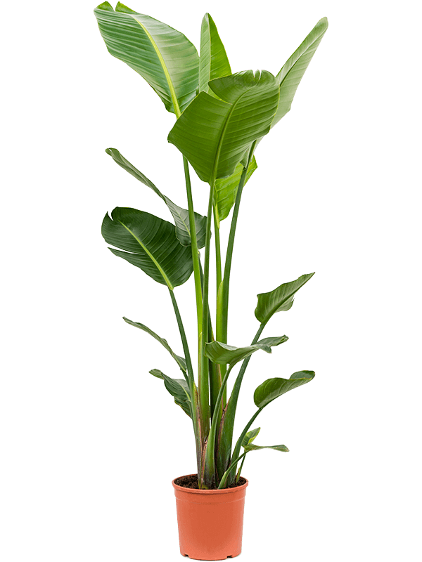 Large Strelitzia Nicolai - 160cm