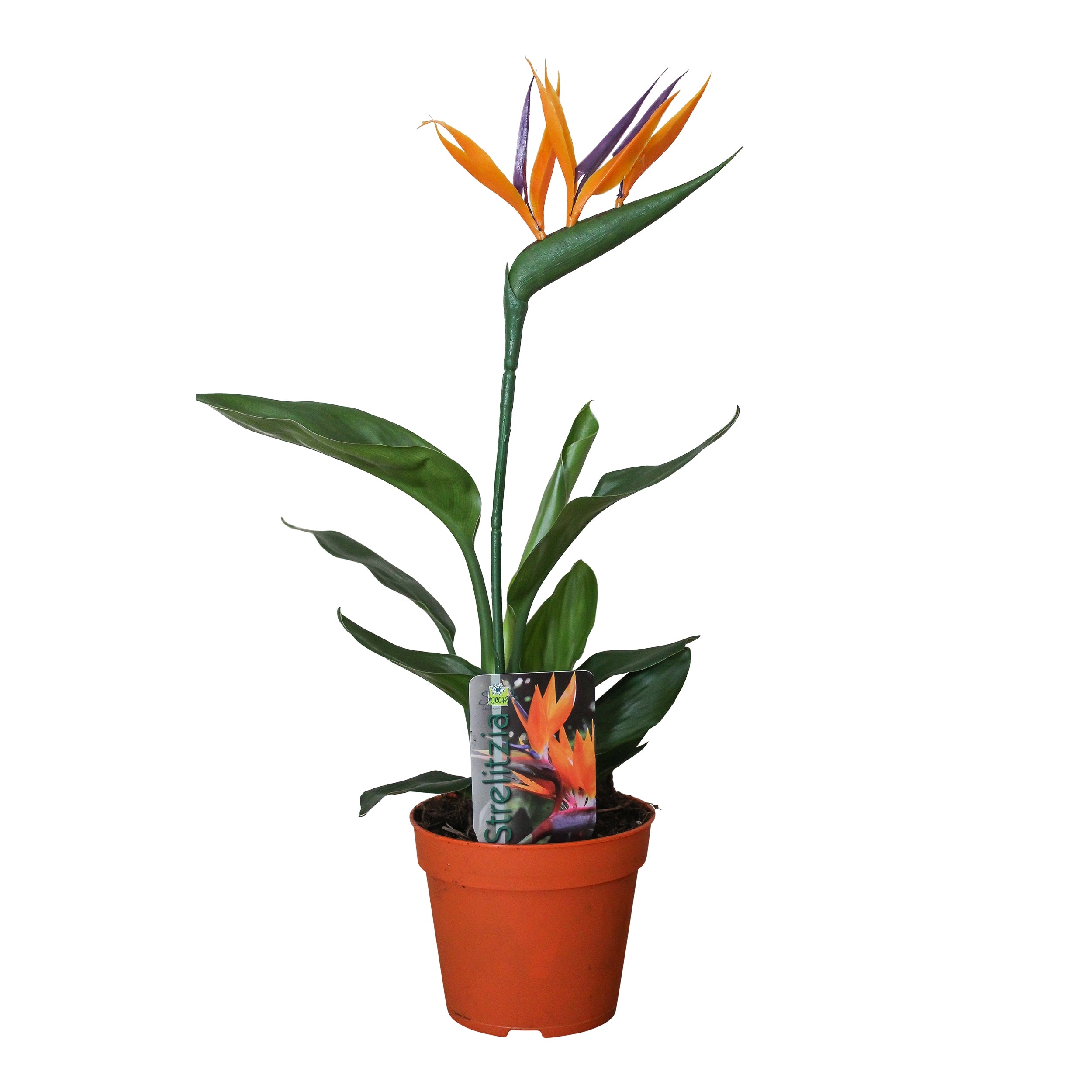 Strelitzia Reginae - 35cm