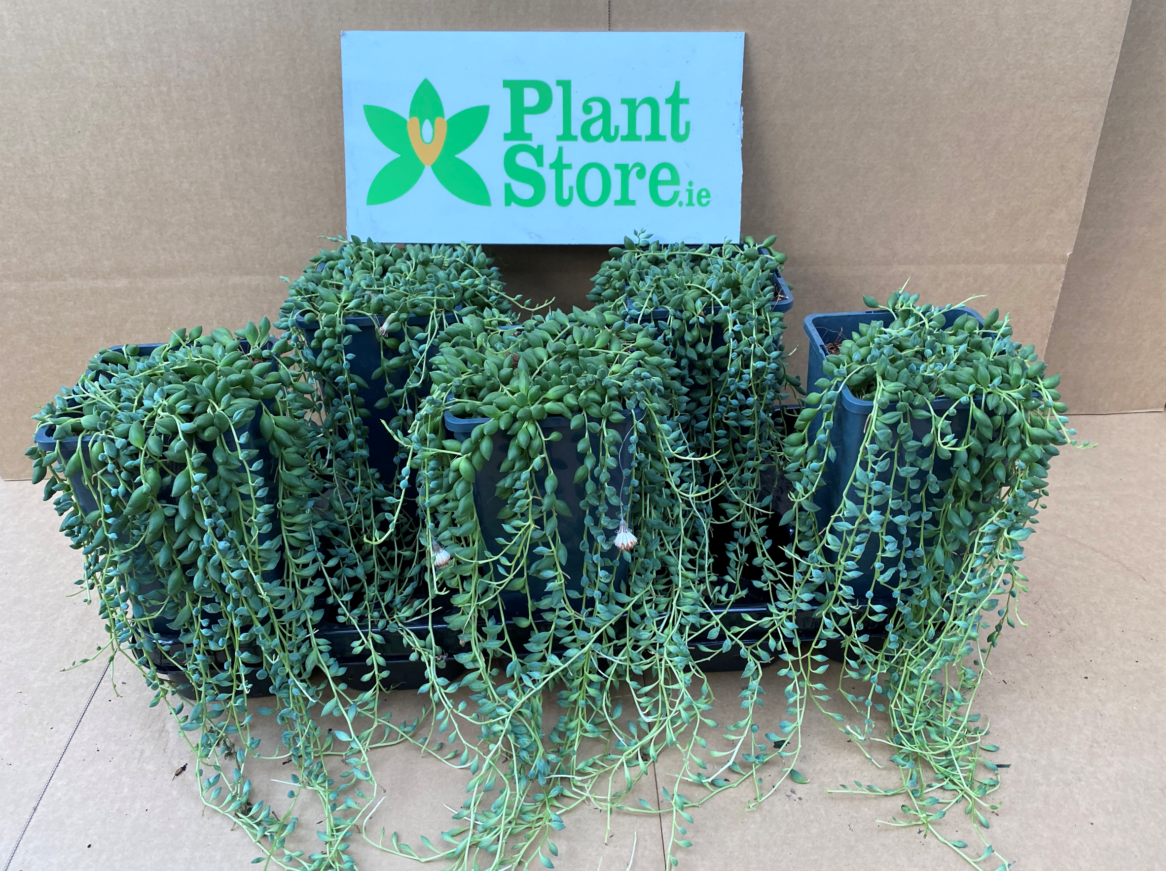 Senecio herreianus (String of Tears/ String of Pearls) - Sold Seperately