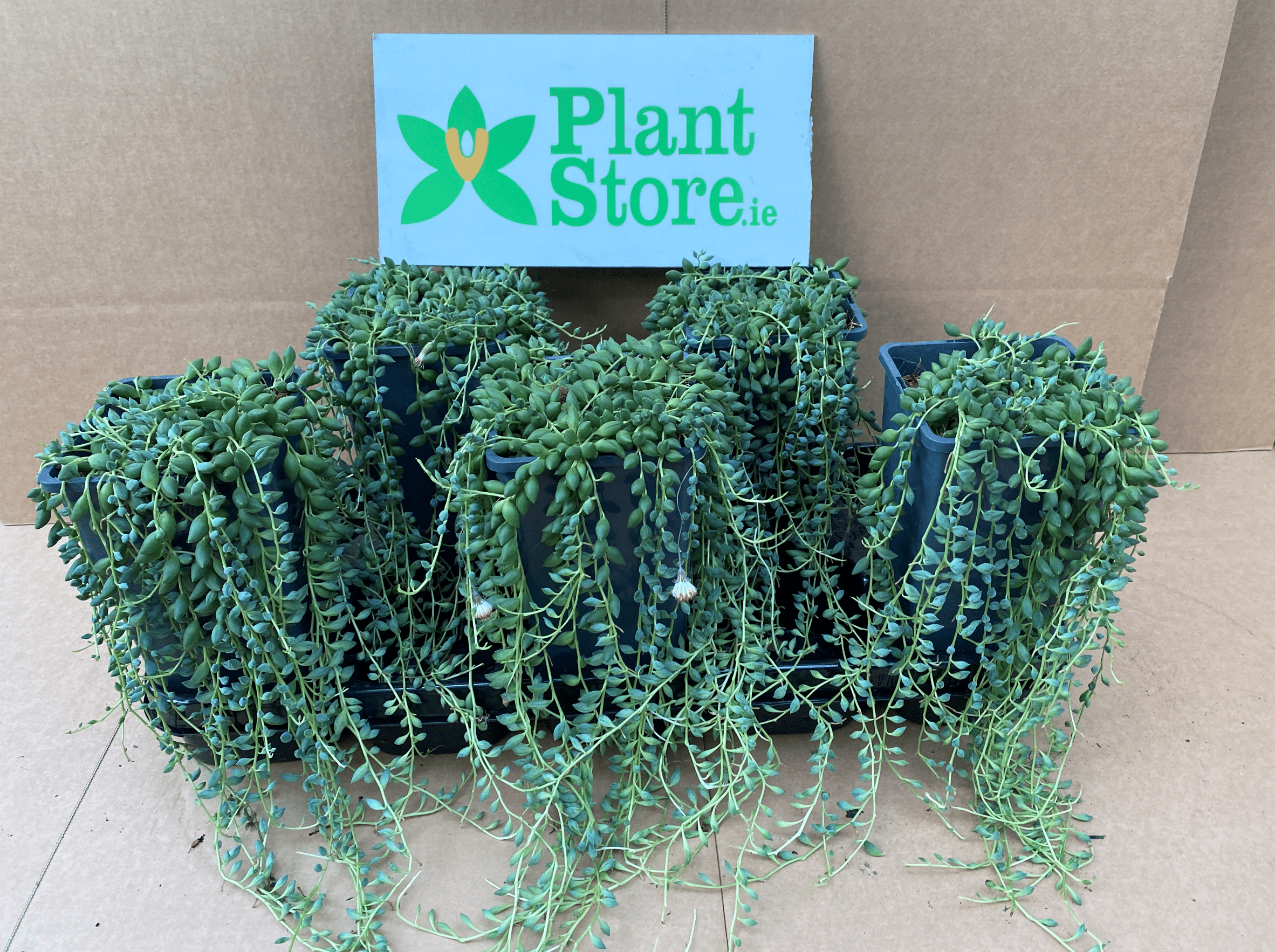 Senecio herreianus (String of Tears/ String of Pearls) - Sold Seperately - Plant Store
