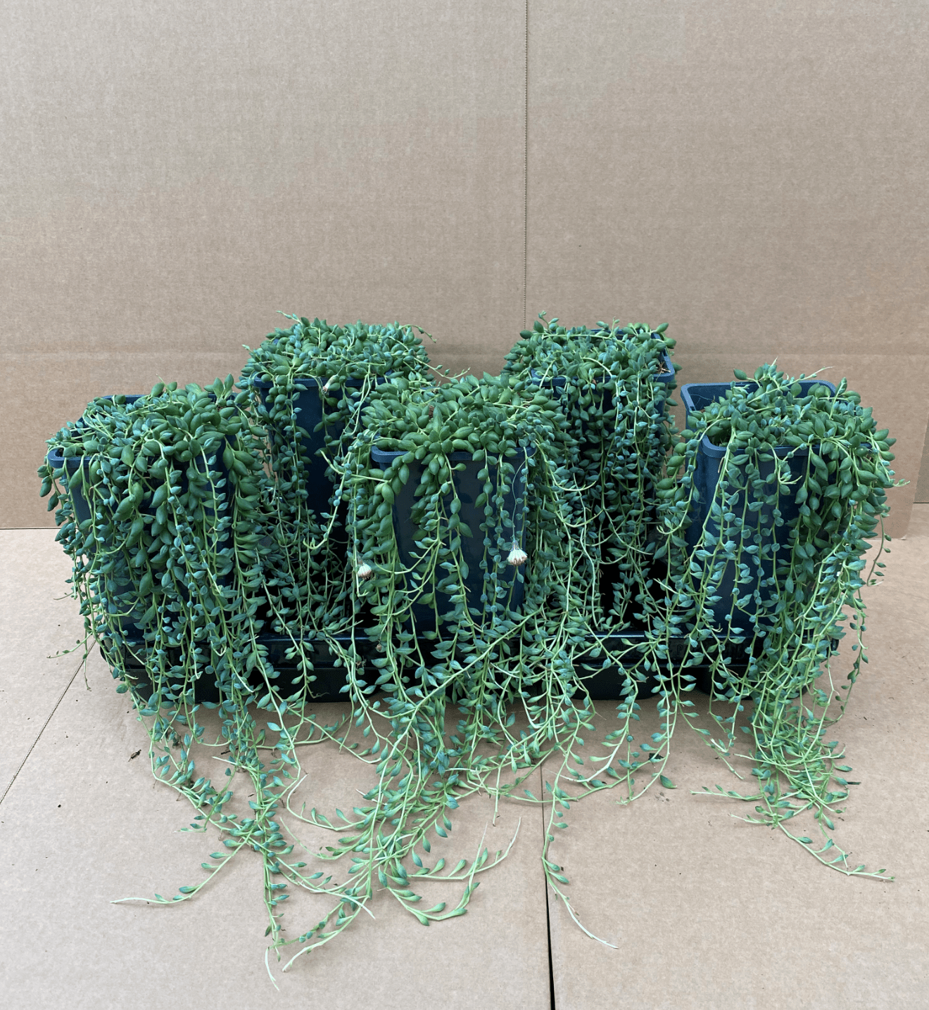 Senecio herreianus (String of Tears/ String of Pearls) - Sold Seperately - Plant Store