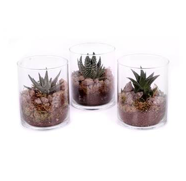 Succulent in Glass