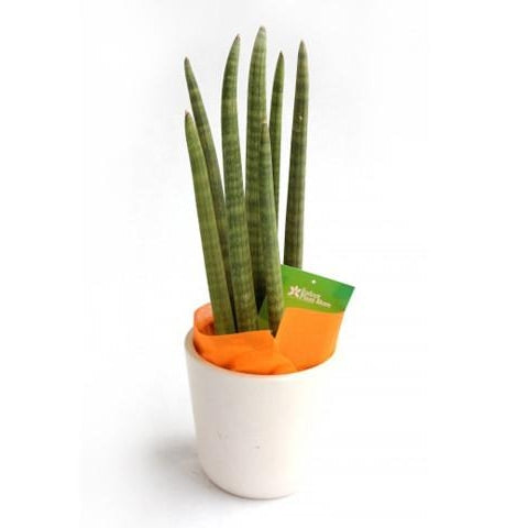 Poker Succulent Plant - Plant Store