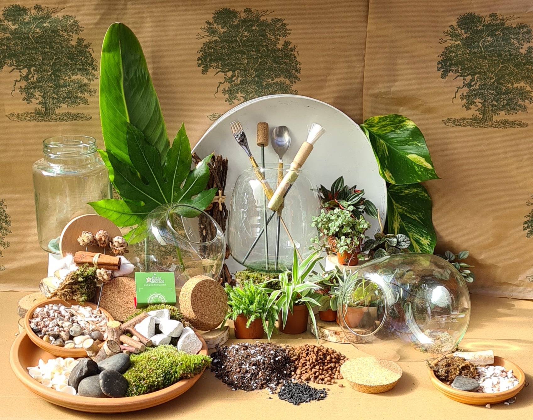 DIY Corked Terrarium Kit (Large 33cm) Deluxe - Plant Store