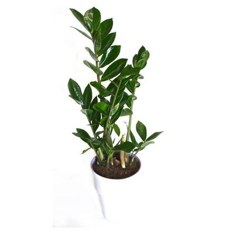 The ZZ Plant - Plant Store