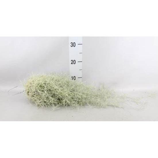 Tillandsia usneoides - Spanish Moss - Plant Store