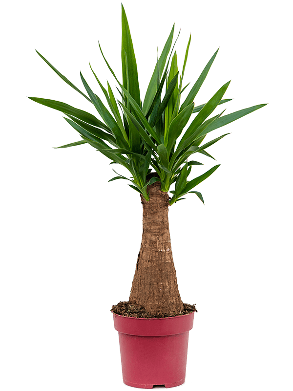Yucca &