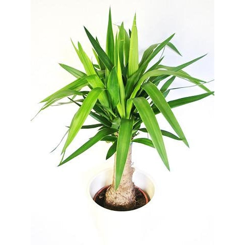 Yucca &