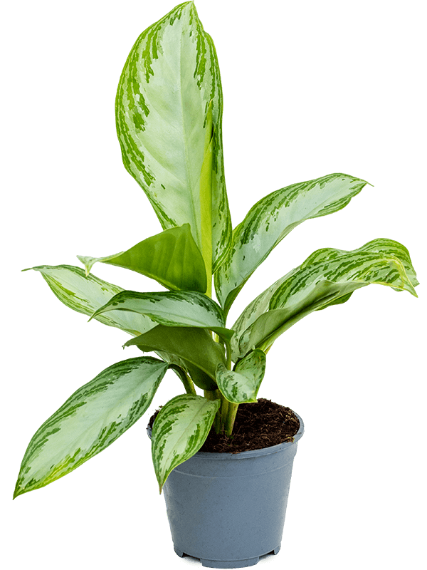 Aglaonema