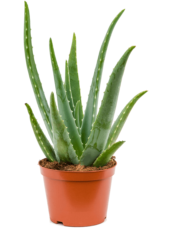 Aloe Vera - large plant - 60cm height - with ceramic pot