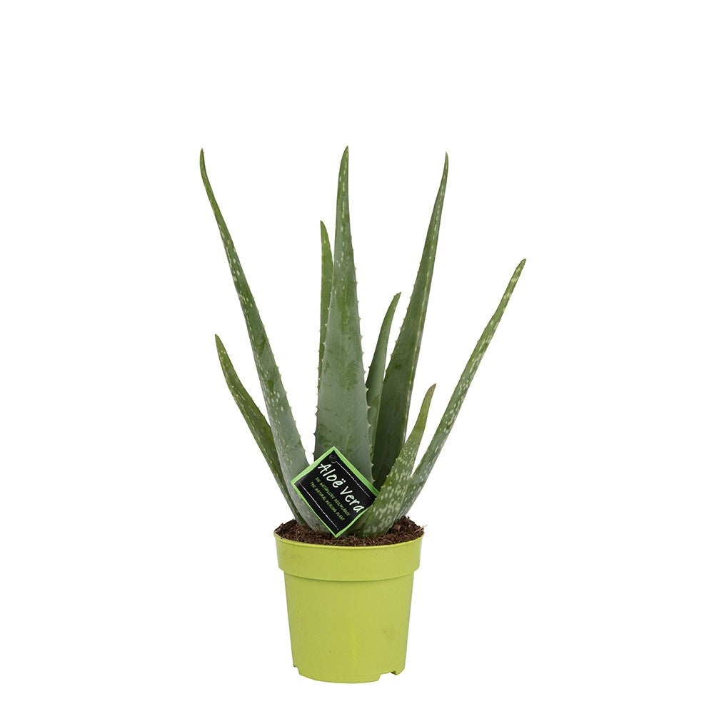 Aloe Vera - large plant - 60cm height - with ceramic pot