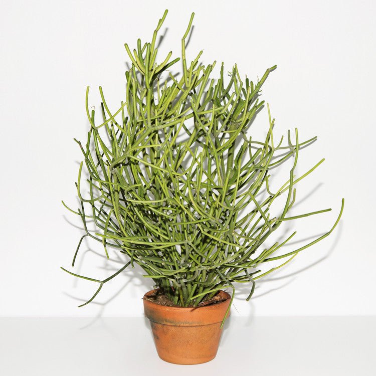 pencil succulent care Pencil Cactus – Plant Store