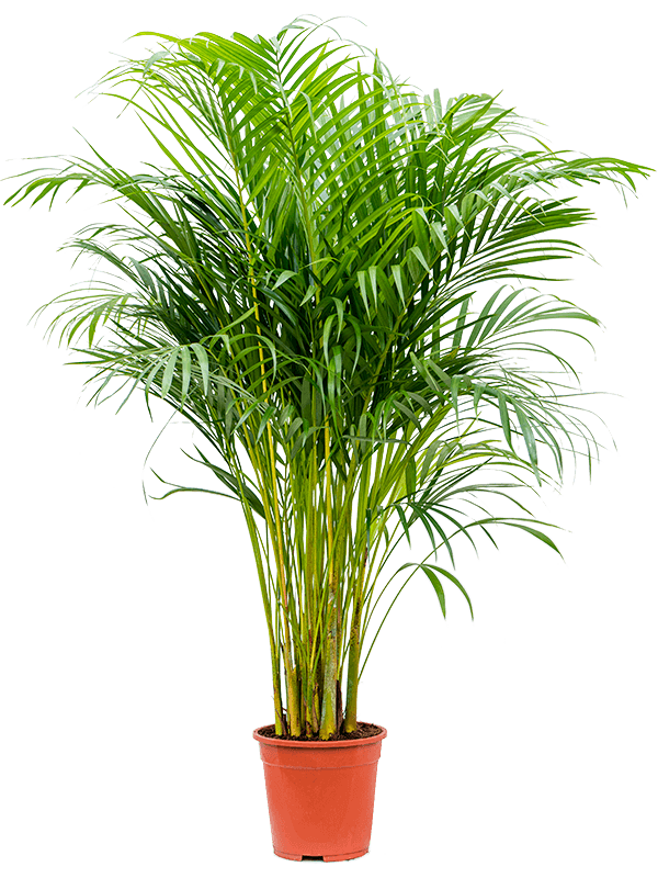 areca palm remove toxins Areca Palm- Medium