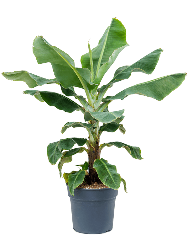 Banana Musa Cavendish - 85cm - Plant Store