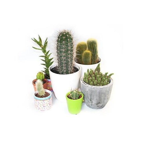 6 Cacti Mixed Sizes and Coloured Ceramic Pots - Plant Store