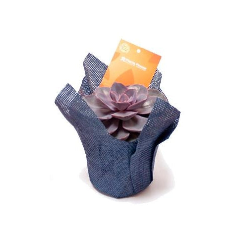 Echeveria &