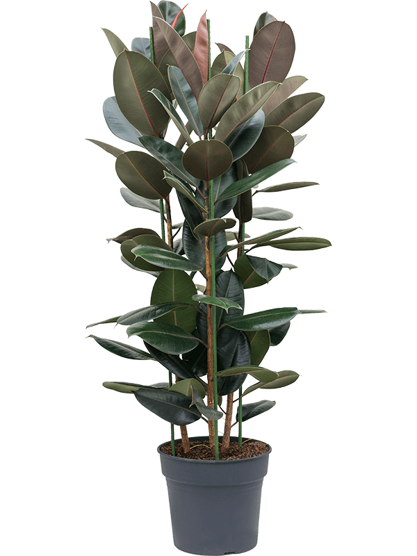 Ficus elastica - The Rubber Plant 100cm - Plant Store